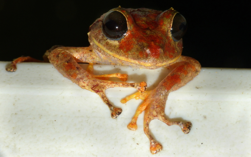 Новая дождевая лягушка рода Pristimantis из центральной и восточной Панамы.