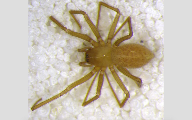 Вид пауков Islandiana lewisi обитает только в одной пещере на Среднем Западе США.