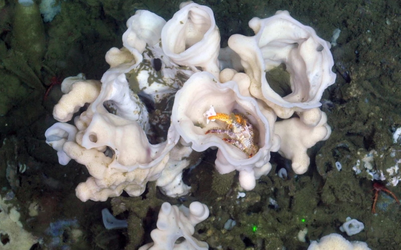 Desmacella hyalina, новая загадочная губка в стеклянных губчатых рифах с западного побережья Канады.