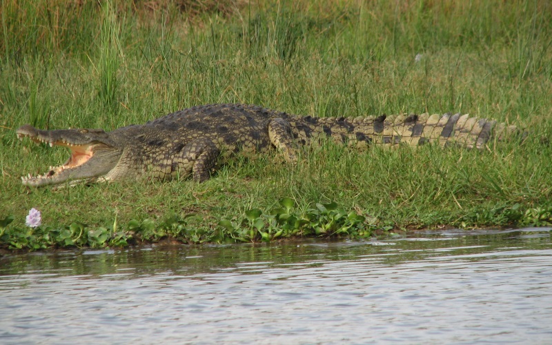 Нильский крокодил (лат. Crocodylus niloticus) — крупное пресмыкающееся семейства настоящих крокодилов.