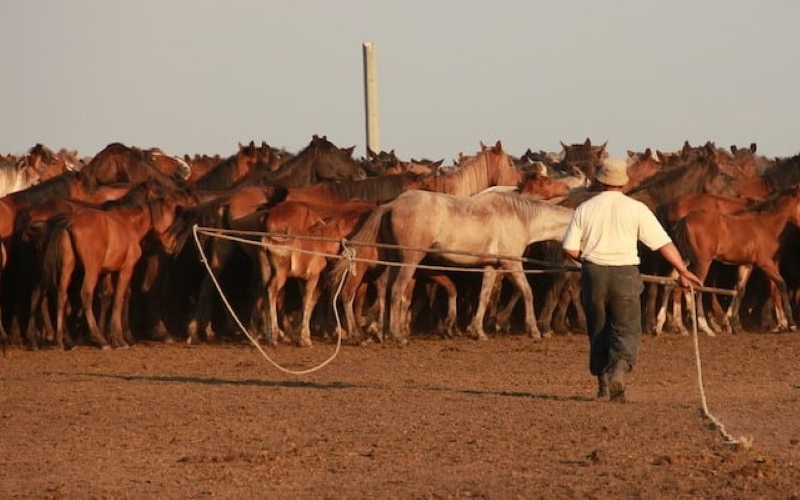 Фермер ловит лошадей на севере центрального Казахстана.