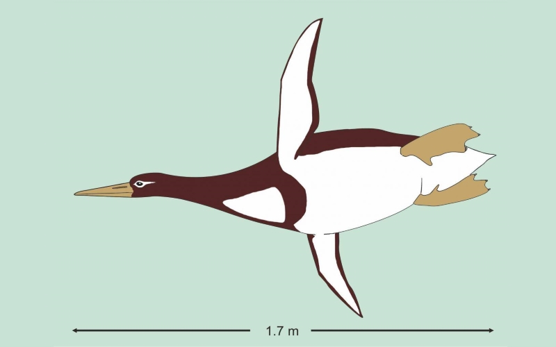 Недавно обнаруженный пингвин, Kumimanu biceae, был размером с человека.