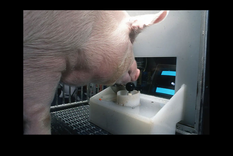 Ученые выяснили, что свиньи могут играть в видеоигры.