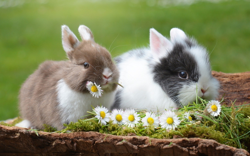 Забавные кролики в траве.