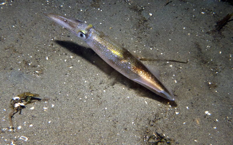 Doryteuthis opalescens.