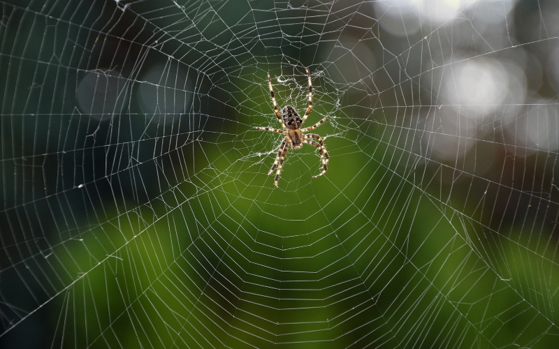 Новый алгоритм позволяет ученым документировать каждый этап работы паука.