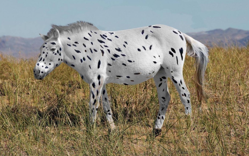 Предки лошадей Пржевальского, которые сегодня обитают в Монголии, имели на коже «леопардовые пятна».