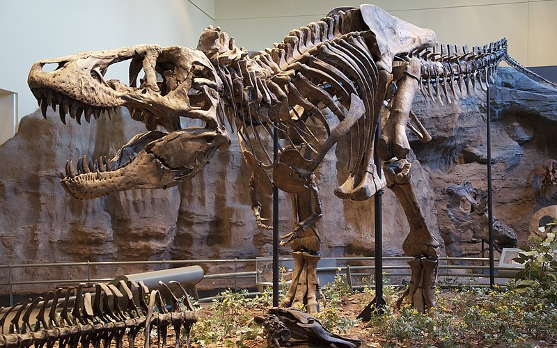 Tyrannosaurus rex мог весить до 15 000 кг.