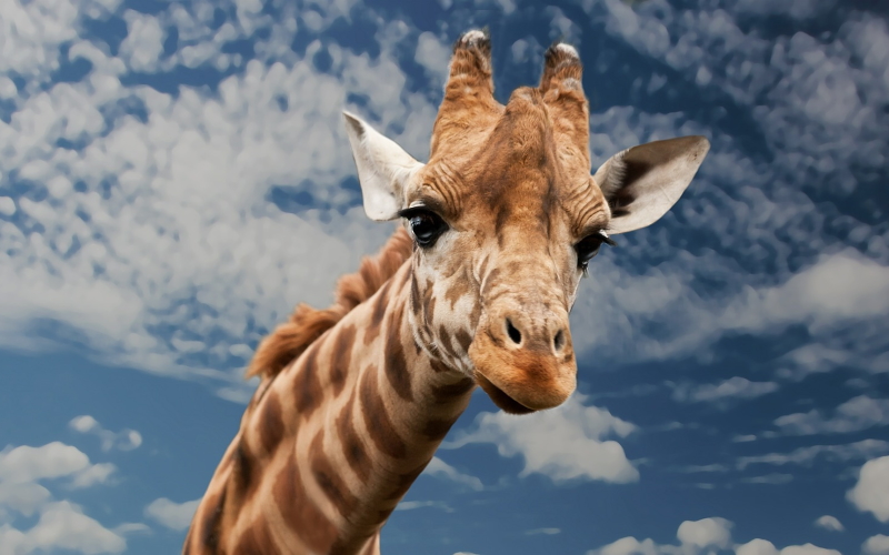 Общительность увеличивает выживаемость взрослых самок жирафов.