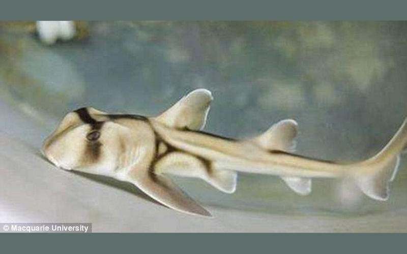 Исследователи из лаборатории рыб в Университете Маккуори обучили детенышей акул связать звук джазовой музыки с наградой за питание.