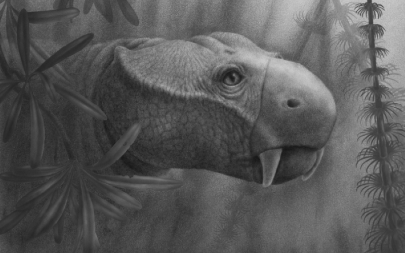 Стоматологические осмотры окаменелостей показывают, как впервые появились бивни и почему они уникальны только для млекопитающих.