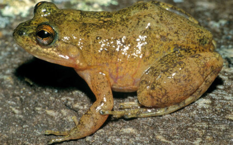 Большая международная команда сделала огромный шаг вперед в таксономии мадагаскарских лягушек, назвав сразу 20 новых видов.