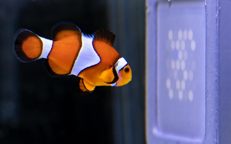 Рыба-клоун смотрит передачи на UV-TV.