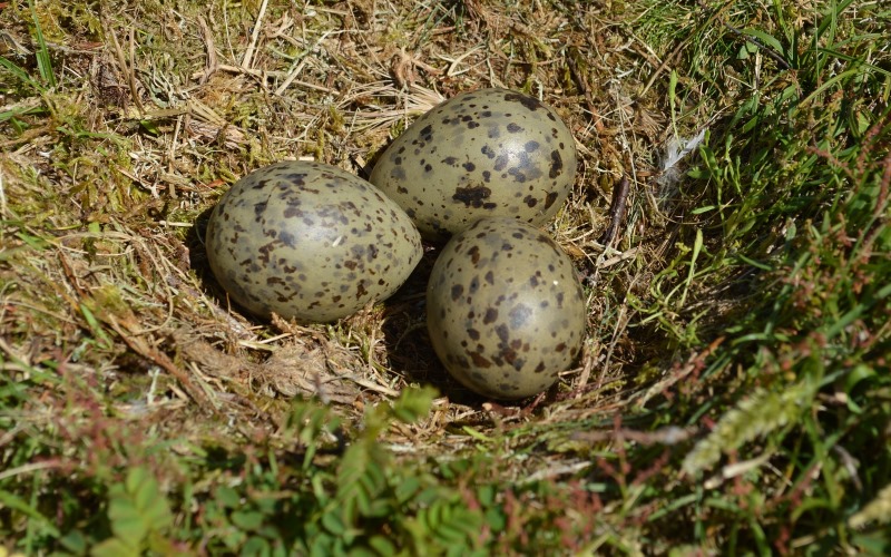 Исследования показывают, что эмбрионы чайки могут передавать важную информацию об окружающей среде друг другу до вылупления.