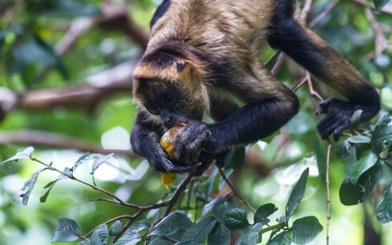 Новое исследование пищевых привычек паукообразных обезьян вида Коата Жоффруа (лат. Ateles geoffroyi), показывает, что они метаболизируют алкоголь в ферментированных фруктах, которые они потребляют.