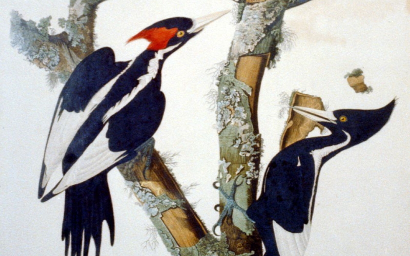 Белоклювый королевский дятел (лат. Campephilus principalis) — птица, один из самых крупных представителей семейства дятловых, относящийся к роду королевских дятлов.