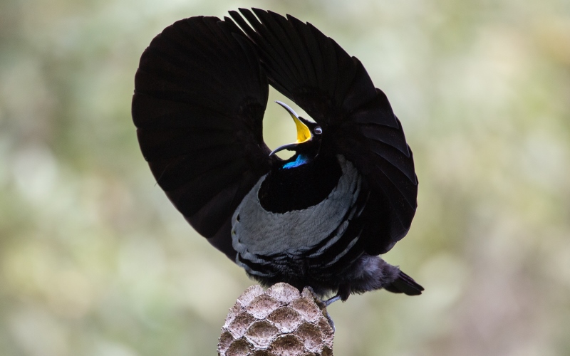 Птица Самодемонстрация самца птицы Victoria's Riflebird при спаривании.