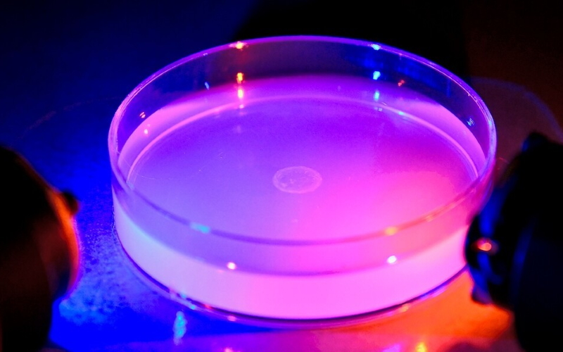 Исследователи экспериментируют с тем, как разноцветный свет влияет на пищевое поведение червей.