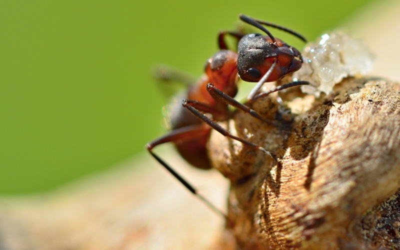 Атомы цинка превращают зубы муравьев из пластичных в металлические по твердости.