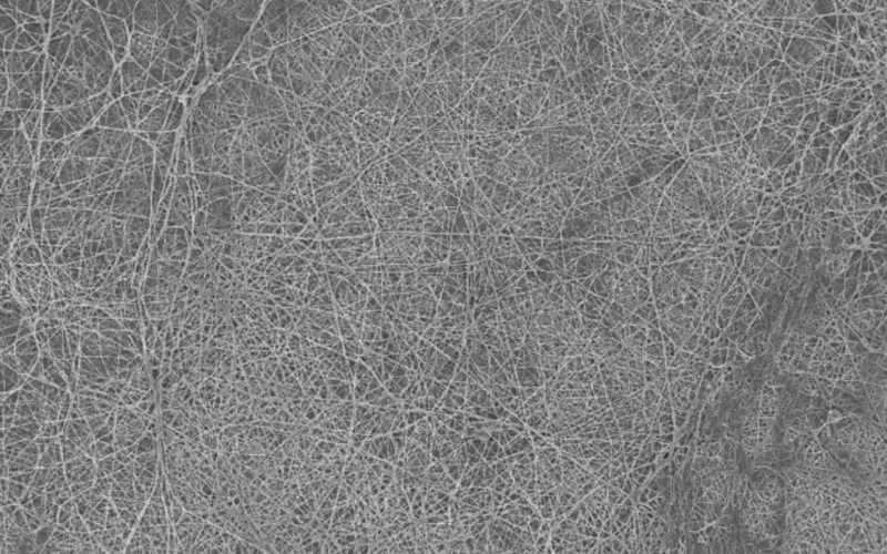 Микроскопическое изображение бактериальной биопленки из целлюлозы, которую исследователи использовали для фильтрации воды и масла.