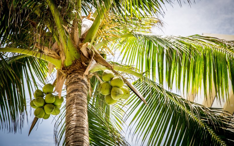 Соединения, полученные из кокосового масла, обеспечивают более продолжительную защиту, чем любой другой известный природный репеллент против кровососущих насекомых.