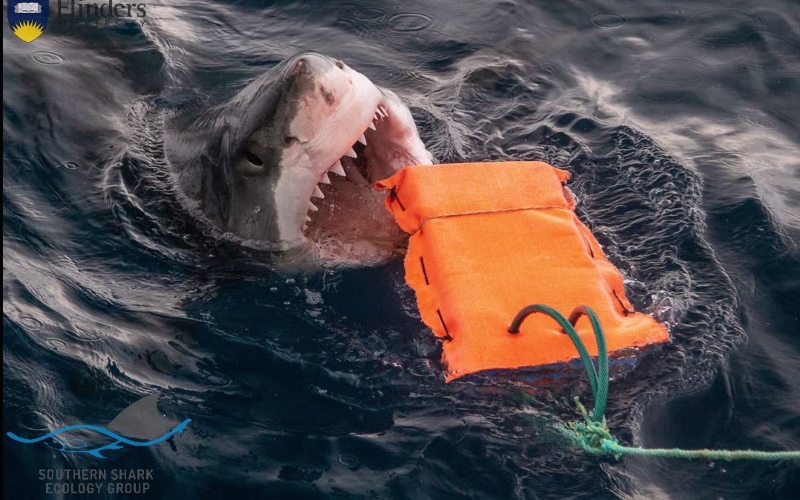 Большая белая акула нападает на испытательное снаряжение.