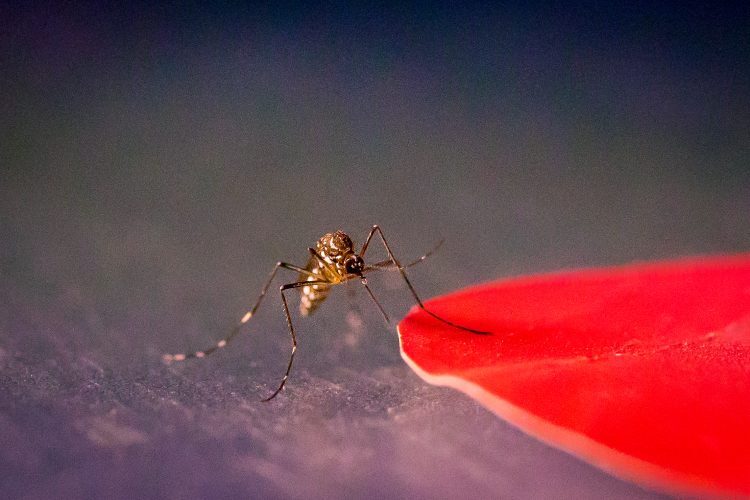 Новое исследование показало, что комаров привлекают определенные цвета, например красный, когда они готовы к кормлению.