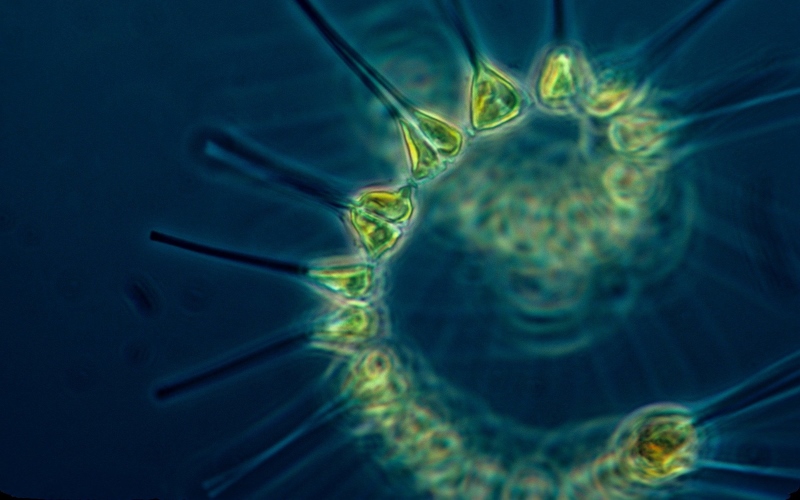 Создана математическая модель, объясняющая парадокс планктона.