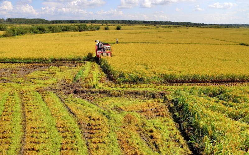Китайские фермеры, которые возделывают рисовые поля будут использовать меньше удобрений. 
