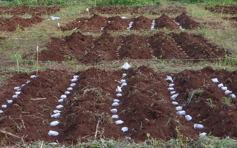 Пробный урожай семян картофеля, завернутых в бумагу, высаживают в Кении.