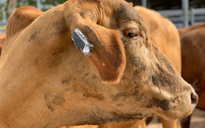 CSIRO объединилось с агротехническим стартапом Ceres Tag для разработки ушной метки, которая не только отслеживает местонахождение животных, но также обнаруживает необычную активность.