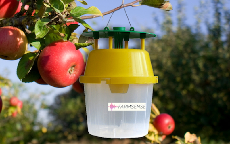 Умная ловушка FarmSense, установленная на яблони.
