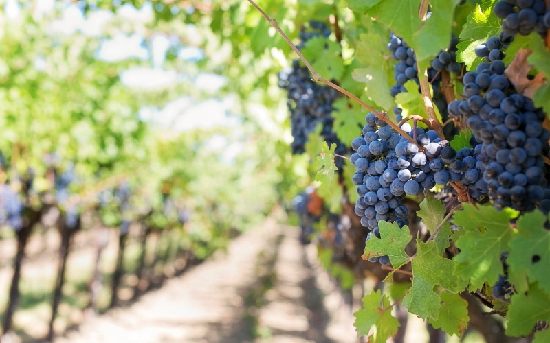Анализ 204 полных геномов Vitis vinifera раскрывают происхождение европейских винных сортов винограда.