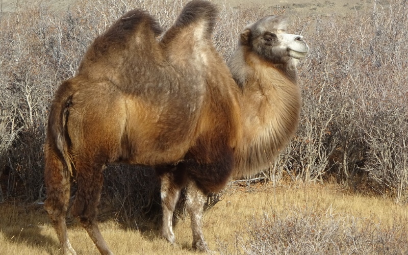 Верблюд из популяции, обитающей в конце Чуйского тракта.