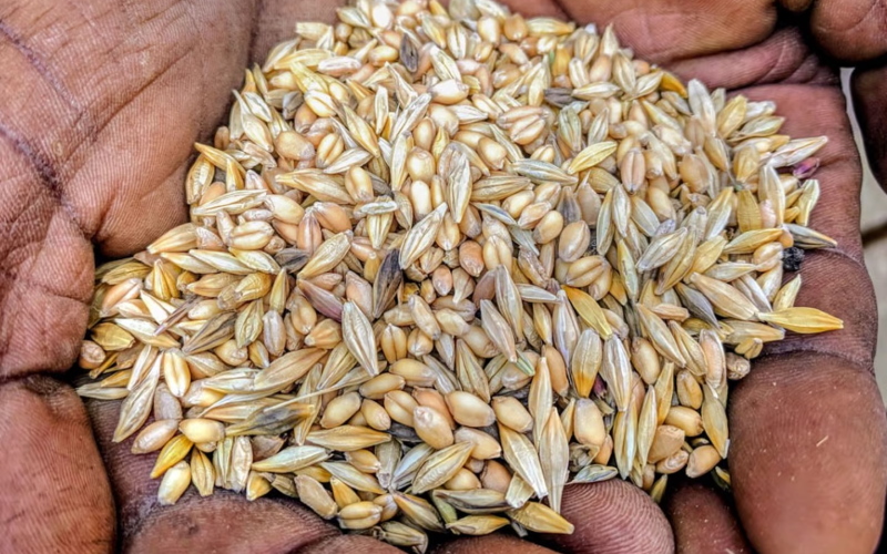 Фермер в Эфиопии держит смесь пшеницы и ячменя, собранную с одного поля.