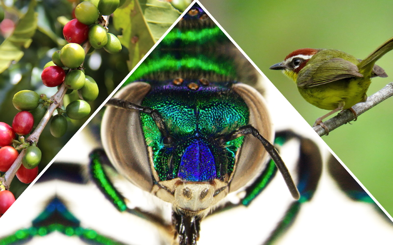 Ученые утверждают, что секрет отличного кофе — в птицах и пчелах. Исследователи изучали, как животные могут влиять на производство кофе.