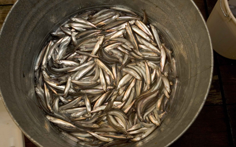 Мелкая пелагическая рыба может обеспечить обилие доступных питательных микроэлементов для стран с низким и средним уровнем дохода.