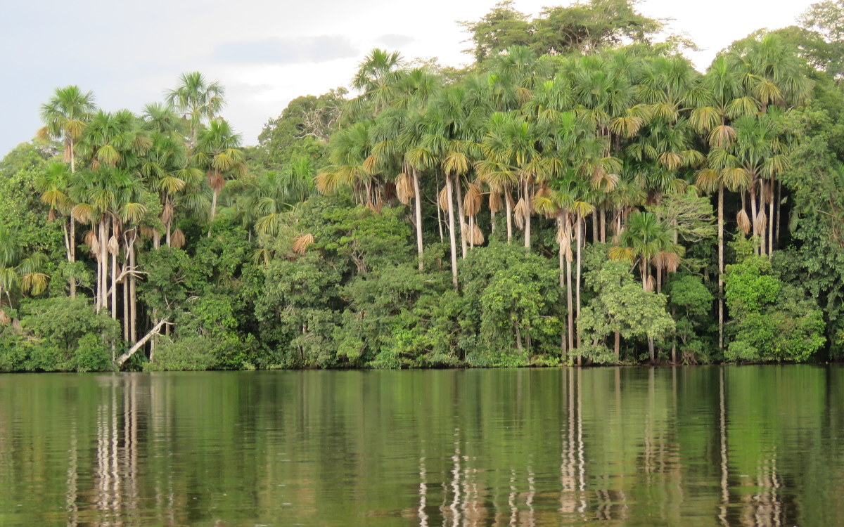 В Амазонии находятся крупнейшие тропические леса Земли, и в последние десятилетия было показано, что она является важным поглотителем углерода. Однако этот поглотитель углерода, похоже, сокращается в результате таких факторов, как вырубка лесов и изменение климата. Ученые исследовали углеродный бюджет Амазонии и основные движущие силы, ответственные за их превращение в источник углерода.