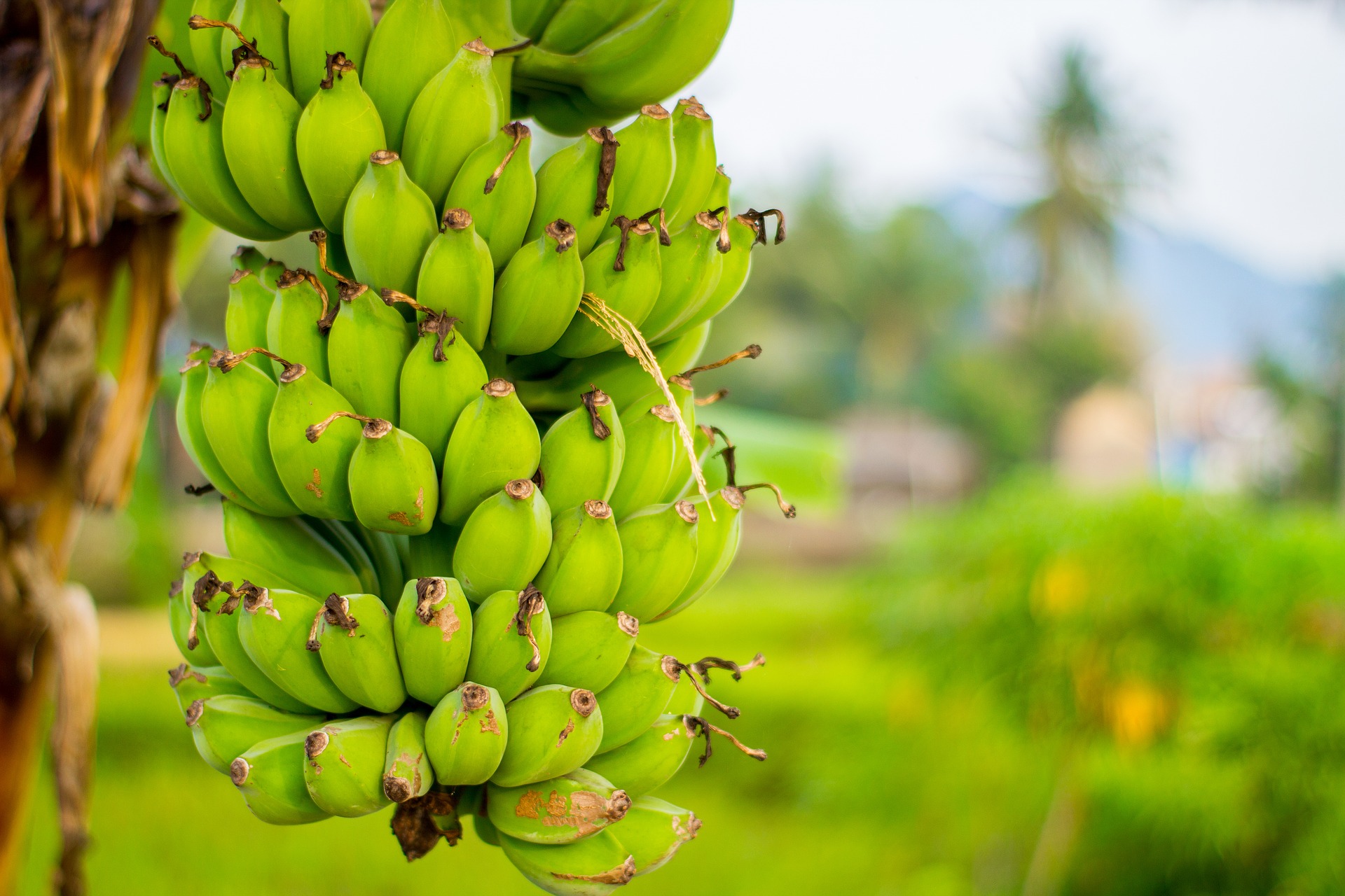 Хотя все растения являются потенциальным источником наноцеллюлозы, высокое содержание целлюлозы в банановых растениях делает их особенно подходящими, наряду с тем, что новые растения выращиваются каждый год.