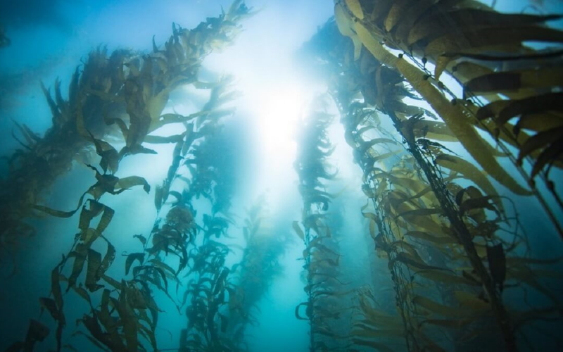 Леса водорослей у береговых отвесных скал Ла-Холья в Калифорнии, США.