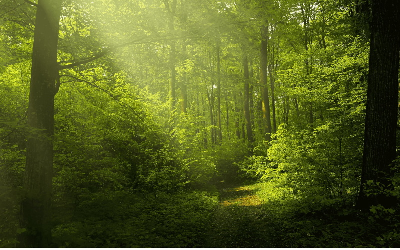 Согласно исследованию Rewilding Britain, если позволить деревьям естественным образом прижиться на огромных территориях, это может значительно расширить лесные массивы Великобритании с большей эффективностью и за небольшую часть стоимости посадки деревьев.