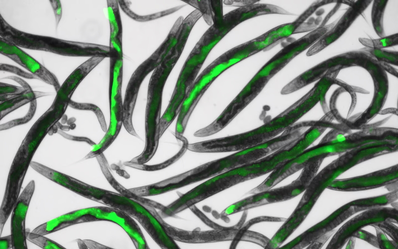 Группа нематод Caenorhabditis elegans, флуоресцирующих зеленым цветом после контакта с переносимыми по воздуху спорами черной плесени.