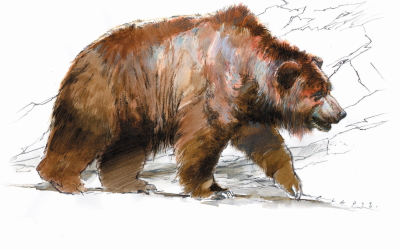 Люди используют медвежьи шкуры для защиты от холода уже не менее 300 000 лет.