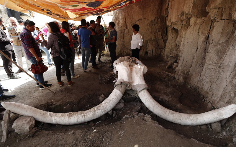 Общий вид останков образцов мамонта, найденных в искусственной ловушке в муниципалитете Тультепека, Мексика.