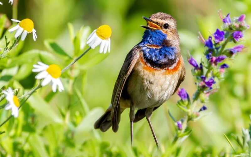 Прослушивание пения птиц может улучшить психическое здоровье.