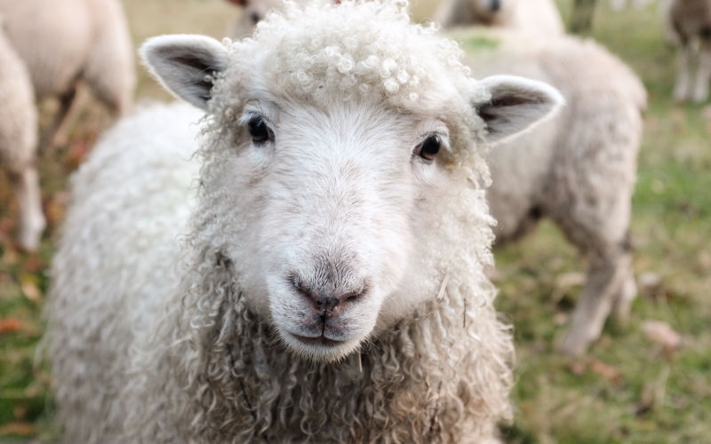Исследование показало, что овцы могут принести пользу и городским газонам, и людям.