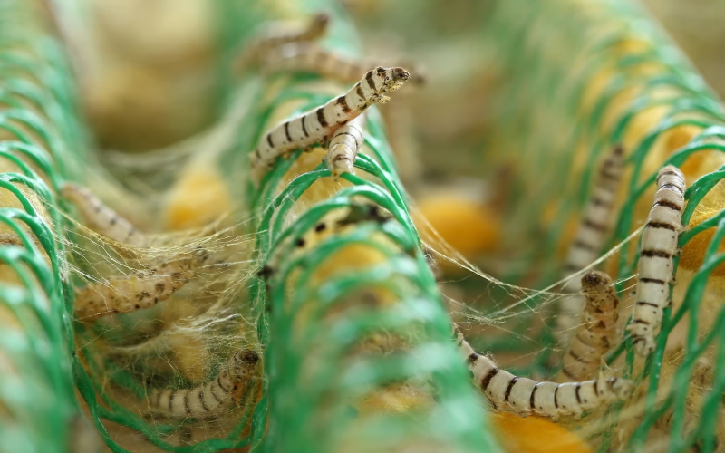 Шелкопряды используют собственную липкую слюну для плетения коконов.