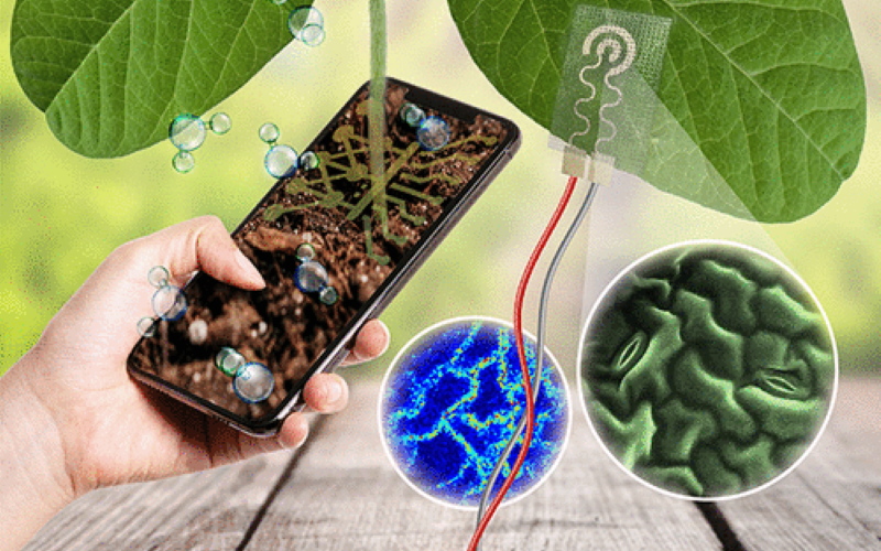 Ученые разработали биосовместимые носимые электроды на листья для мониторинга потери воды растениями.