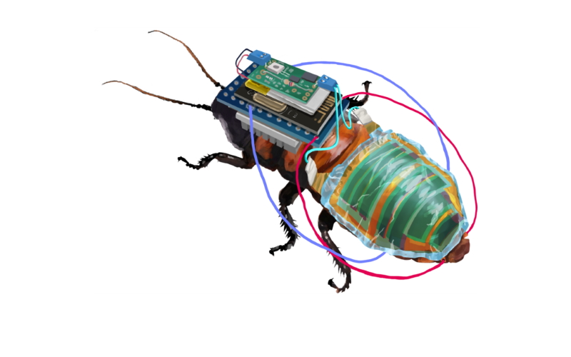 Электронные устройства на грудной клетке тараканов теперь могут питаться от тонкопленочных солнечных элементов, прикрепленных к их животу.
