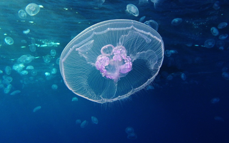 Исследователи черпали вдохновение в ушастых медузах для разработки высокоэффективного плавательного робота.